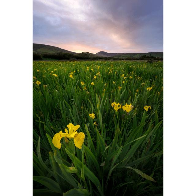 Ventry