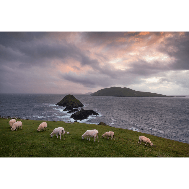Sheep on Dunmore Head