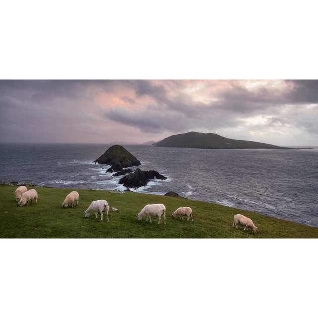 Sheep on Dunmore Head