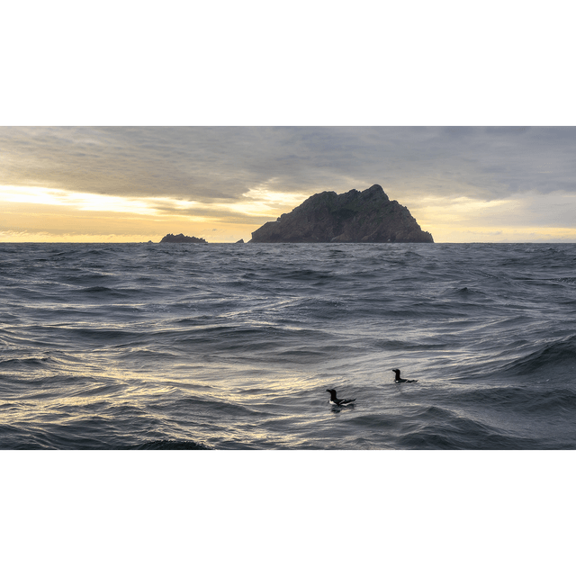 Razorbills - An Tiaracht