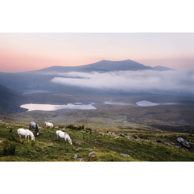 An Chonair - Conor Pass - Horses