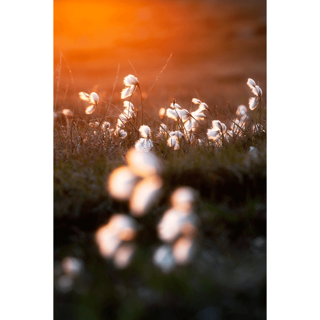Bog Cotton