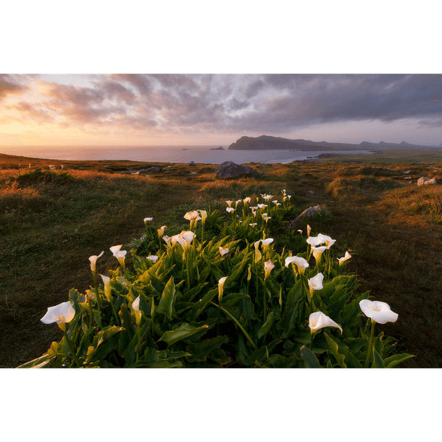 Clogher Head - Cloichear - Clogher